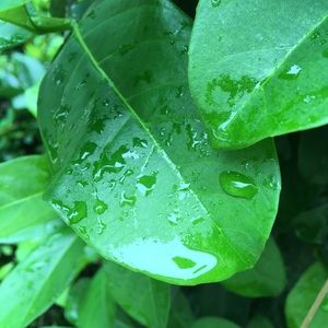 Meet your Posher, Natalie